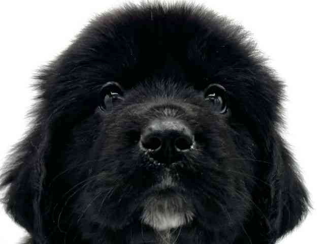 大阪府のニューファンドランド (ひごペットフレンドリーららぽーとEXPOCITY店/2026年1月20日生まれ/女の子/ランドシーア)の子犬の1枚目の画像