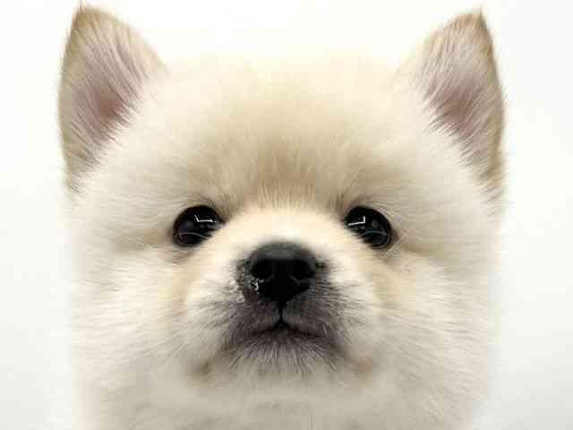 大阪府のポメ柴/豆ポメ/ポメ豆柴(ポメラニアン×柴犬) (ひごペットフレンドリーららぽーとEXPOCITY店/2026年1月18日生まれ/女の子/白)の子犬の1枚目の画像