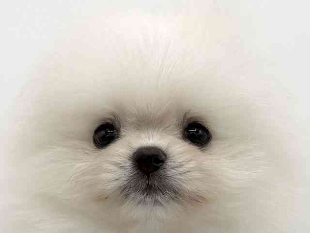 大阪府のポメラニアン (ひごペットフレンドリーららぽーとEXPOCITY店/2026年1月20日生まれ/男の子/クリーム)の子犬の1枚目の画像