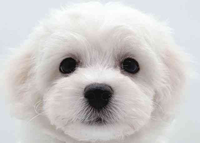 島根県のビションフリーゼ (ひごペットフレンドリーイオン松江ショッピングセンター店/2026年1月12日生まれ/男の子/ホワイト)の子犬の1枚目の画像