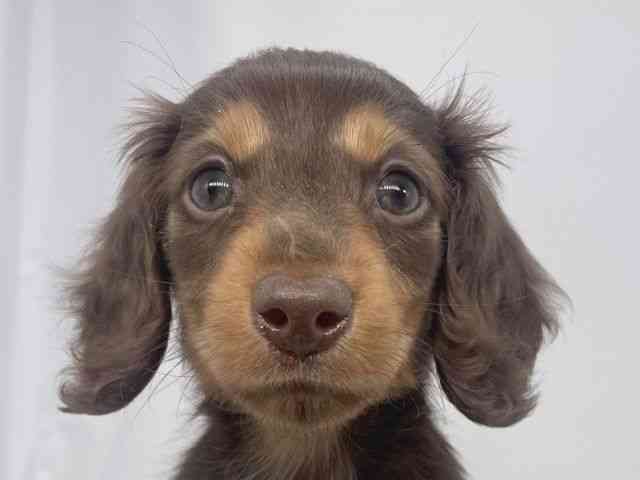 兵庫県のミニチュアダックスフンド(ロング) (ひごペットフレンドリーイオンタウン加古川店/2026年1月19日生まれ/女の子/チョコレートタン)の子犬の1枚目の画像