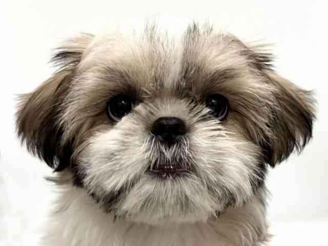 愛知県のシーズー (ひごペットフレンドリープライムツリー赤池店/2026年1月17日生まれ/女の子/ゴールドホワイト)の子犬の1枚目の画像