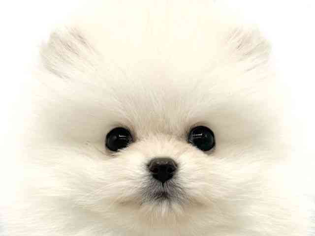 大阪府のポメラニアン (ひごペットフレンドリーららぽーとEXPOCITY店/2026年1月16日生まれ/男の子/クリーム)の子犬の1枚目の画像