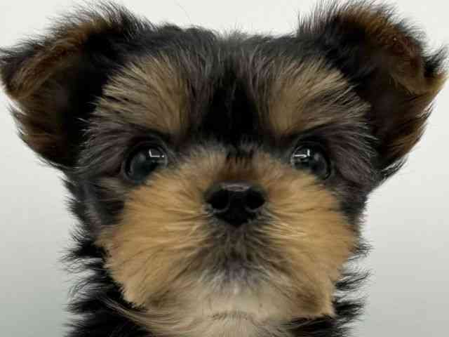 大阪府のヨークシャーテリア (ひごペットフレンドリーららぽーとEXPOCITY店/2026年1月18日生まれ/女の子/スチールブルータン)の子犬の1枚目の画像