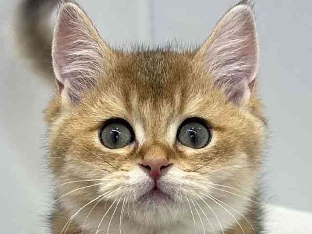 大阪府のブリティッシュショートヘアー (ひごペットフレンドリーセブンパーク天美店/2026年1月20日生まれ/男の子/ゴールデン)の子猫の1枚目の画像