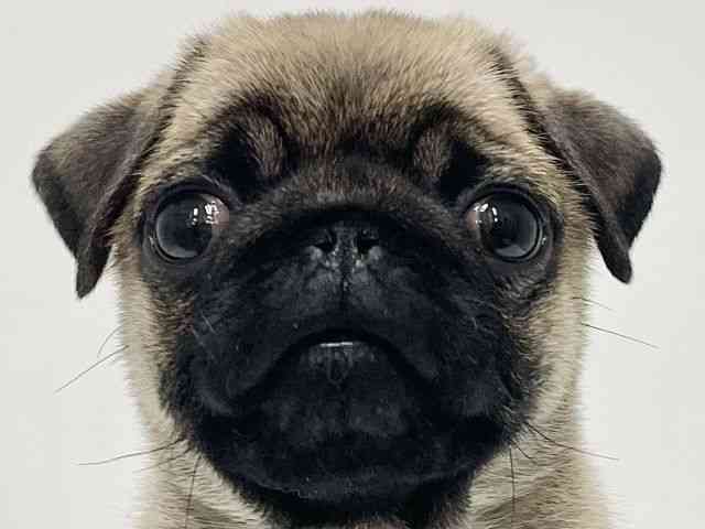 高知県のパグ (ひごペットフレンドリーイオンモール高知店/2026年1月22日生まれ/男の子/フォーン)の子犬の1枚目の画像