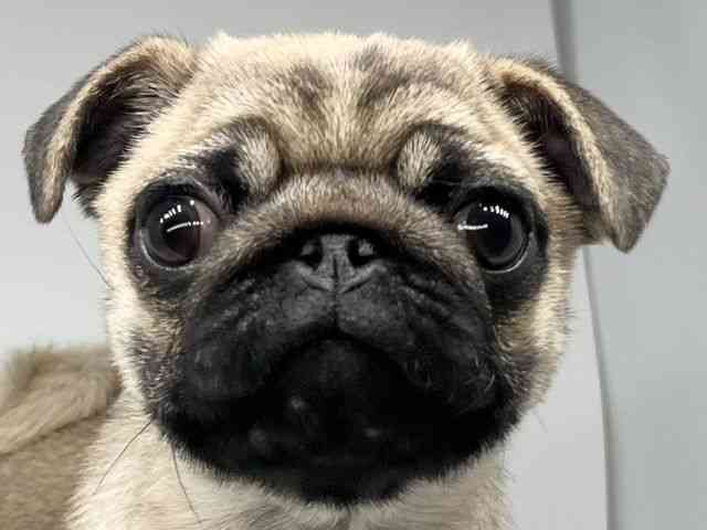 徳島県のパグ (ひごペットフレンドリーゆめタウン徳島店/2026年1月22日生まれ/女の子/フォーン)の子犬の1枚目の画像