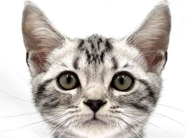 大阪府のアメリカンショートヘアー (ひごペットフレンドリー東淀川店/2026年1月11日生まれ/男の子/シルバータビー)の子猫の1枚目の画像