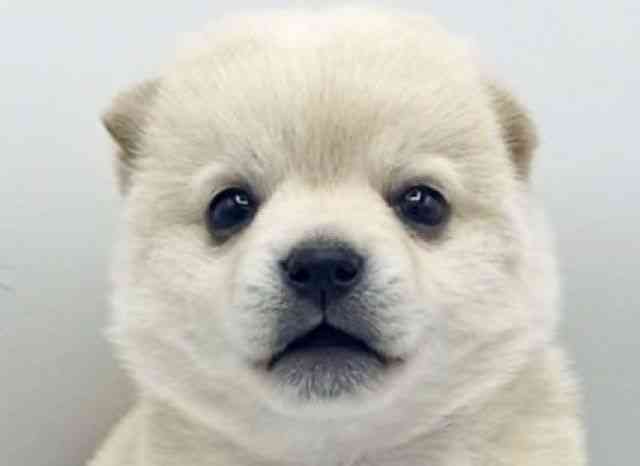 大阪府のチワ柴/柴チワ/チワシバ(チワワ×柴) (ひごペットフレンドリーららぽーとEXPOCITY店/2026年1月25日生まれ/女の子/クリーム)の子犬