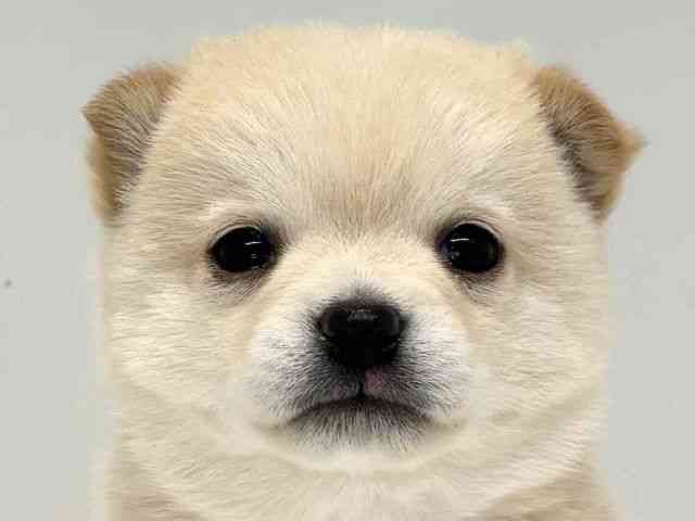 大阪府のチワ柴/柴チワ/チワシバ(チワワ×柴) (ひごペットフレンドリーセブンパーク天美店/2026年1月25日生まれ/男の子/クリーム)の子犬の1枚目の画像