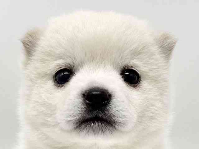 大阪府のチワ柴/柴チワ/チワシバ(チワワ×柴) (ひごペットフレンドリーイオンタウン豊中庄内店/2026年1月25日生まれ/女の子/クリーム)の子犬の1枚目の画像