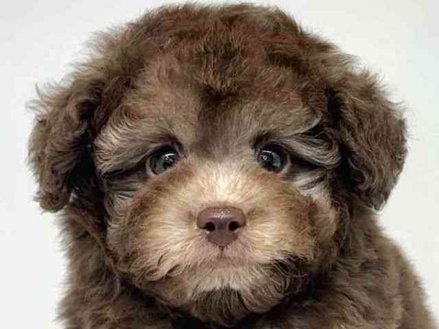 大阪府のトイプードル(トイ) (ひごペットフレンドリーセブンパーク天美店/2026年1月25日生まれ/男の子/シルバーベージュ)の子犬の1枚目の画像