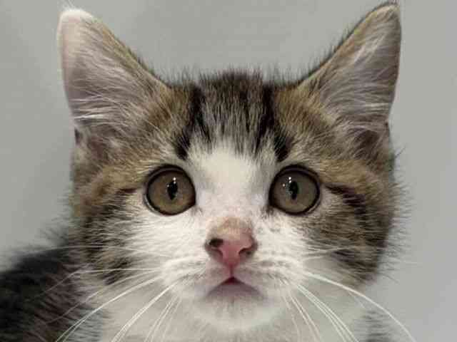 大阪府のミヌエット (ひごペットフレンドリーセブンパーク天美店/2025年12月30日生まれ/男の子/ブラウンタビーホワイト)の子猫の1枚目の画像