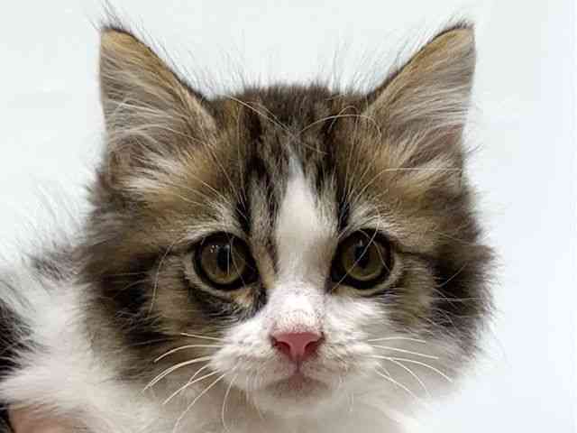 愛知県のマンチカン (ひごペットフレンドリーヴィアモール アピタ江南西店/2026年1月13日生まれ/男の子/ブラウンタビーホワイト)の子猫の1枚目の画像