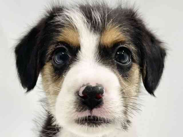 高知県のジャックラッセルテリア (ひごペットフレンドリーイオンモール高知店/2026年1月24日生まれ/女の子/ホワイトブラックタン)の子犬の1枚目の画像