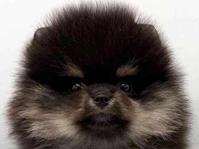 大阪府のポメラニアン (ひごペットフレンドリーららぽーとEXPOCITY店/2026年1月24日生まれ/女の子/ブラックタン)の子犬の1枚目の画像