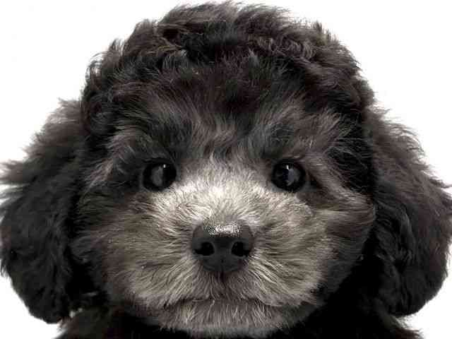 大阪府のトイプードル(トイ) (ひごペットフレンドリー東淀川店/2026年1月24日生まれ/男の子/シルバー)の子犬の1枚目の画像