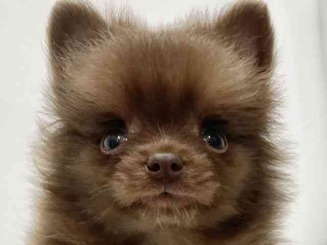 高知県のポメラニアン (ひごペットフレンドリーイオンモール高知店/2026年1月25日生まれ/女の子/チョコレート)の子犬の1枚目の画像