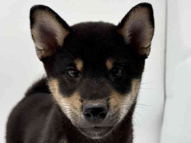 島根県の柴犬(標準サイズ) (ひごペットフレンドリーイオンモール出雲店/2026年1月25日生まれ/男の子/黒)の子犬の1枚目の画像