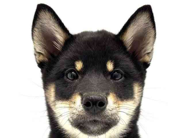 大阪府の柴犬(標準サイズ) (ひごペットフレンドリーイオンタウン茨木太田店/2026年1月25日生まれ/女の子/黒)の子犬の1枚目の画像