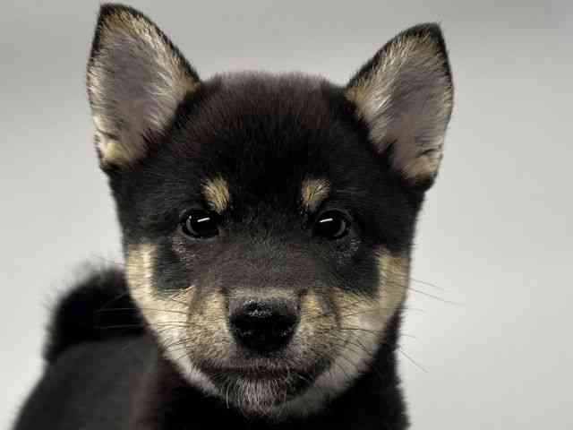 徳島県の柴犬(標準サイズ) (ひごペットフレンドリーゆめタウン徳島店/2026年1月25日生まれ/女の子/黒)の子犬の1枚目の画像