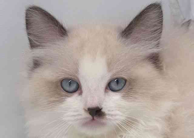 鳥取県のラグドール (ひごペットフレンドリーイオンモール鳥取北店/2026年1月24日生まれ/男の子/シールポイントバイカラー)の子猫の1枚目の画像