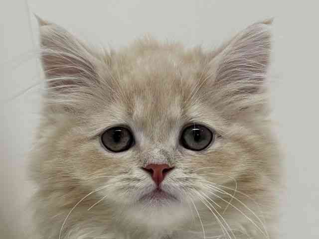 大阪府のラガマフィン (ひごペットフレンドリーくずはモール店/2026年1月25日生まれ/男の子/クリームタビーホワイト)の子猫の1枚目の画像