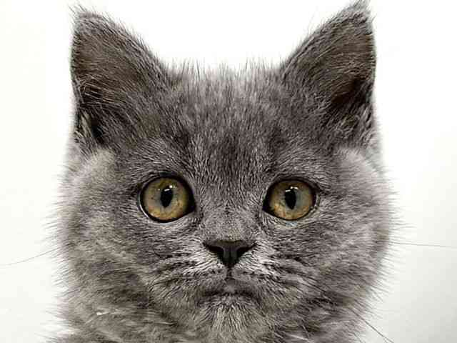 大阪府のブリティッシュショートヘアー (ひごペットフレンドリーイオン高槻店/2026年1月25日生まれ/女の子/ブルー)の子猫の1枚目の画像