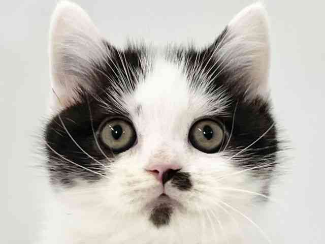 高知県のブリティッシュショートヘアー (ひごペットフレンドリーイオンモール高知店/2026年1月25日生まれ/男の子/ブラックホワイト)の子猫の1枚目の画像