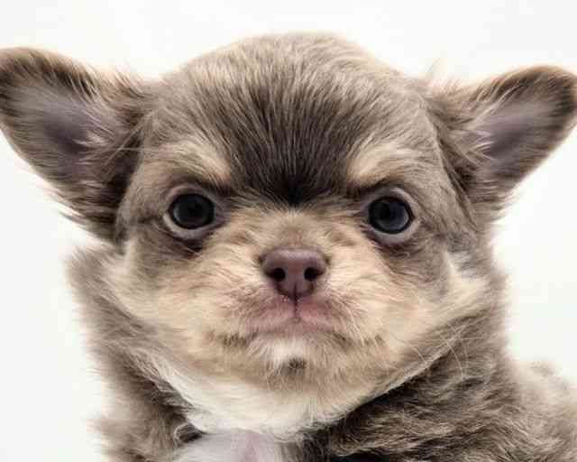 兵庫県のチワワ(ロング) (ひごペットフレンドリークラウンパーク伊丹店/2026年1月25日生まれ/男の子/イザベラタン)の子犬の1枚目の画像