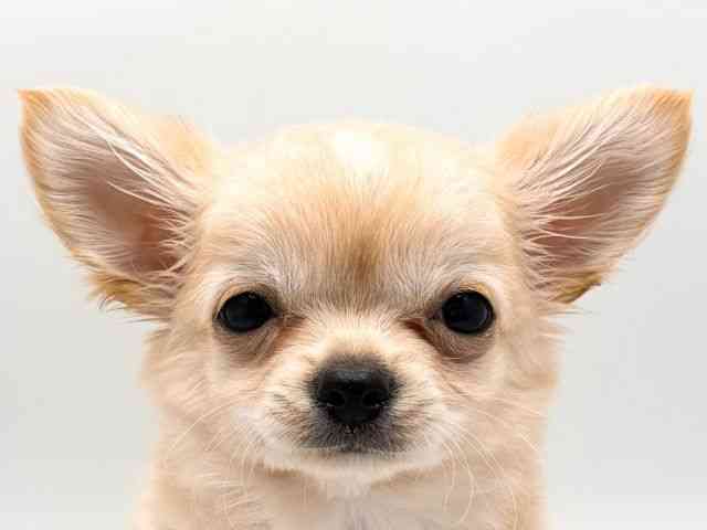 奈良県のチワワ(ロング) (ひごペットフレンドリー田原本店/2026年1月25日生まれ/男の子/クリーム)の子犬の1枚目の画像