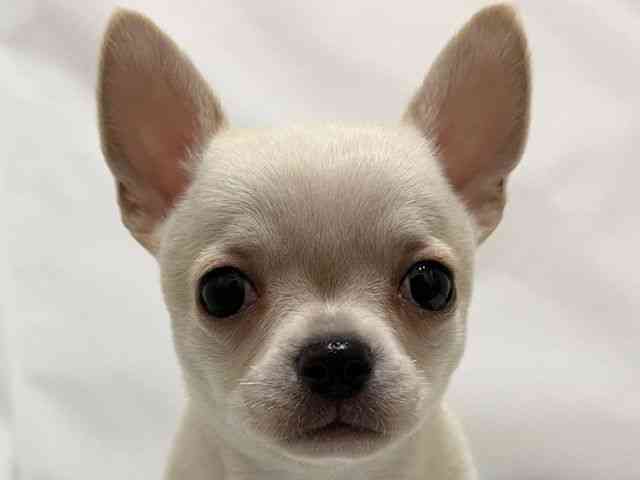 和歌山県のチワワ(スムース) (ひごペットフレンドリーパームシティ和歌山店/2026年1月23日生まれ/男の子/クリーム)の子犬の1枚目の画像