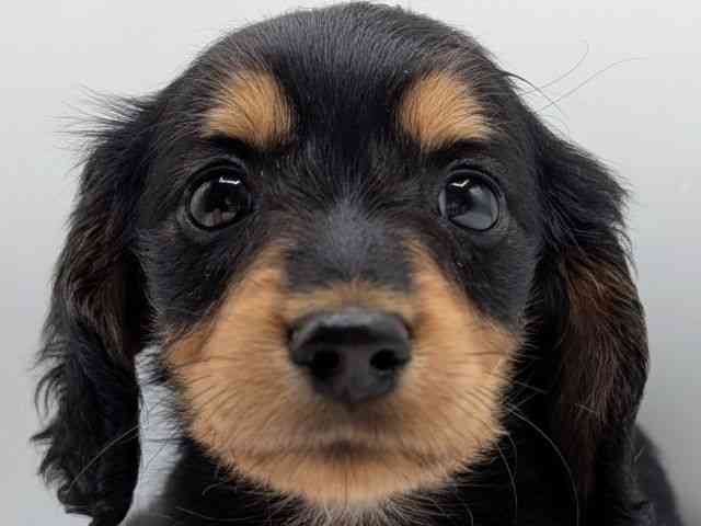 香川県のカニンヘンダックスフンド(ロング) (ひごペットフレンドリーゆめタウン高松店/2026年1月23日生まれ/男の子/ブラックタン)の子犬の1枚目の画像