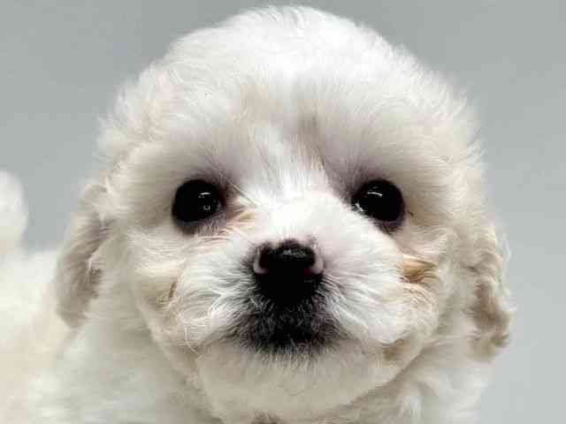 大阪府のビションフリーゼ (ひごペットフレンドリーセブンパーク天美店/2026年1月20日生まれ/女の子/ホワイト)の子犬の1枚目の画像