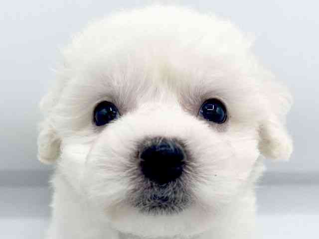 大阪府のビションフリーゼ (ひごペットフレンドリーららぽーとEXPOCITY店/2026年1月20日生まれ/女の子/ホワイト)の子犬の1枚目の画像