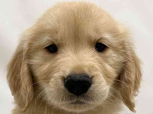 和歌山県のゴールデンレトリバー (ひごペットフレンドリーパームシティ和歌山店/2026年1月24日生まれ/男の子/ゴールデン)の子犬の1枚目の画像