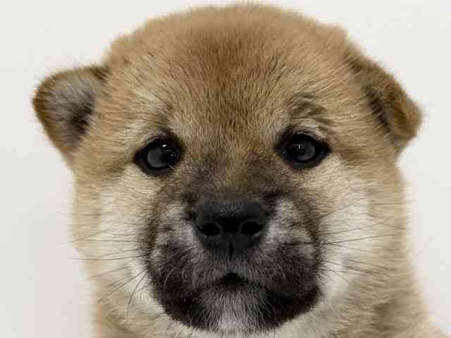 大阪府の柴犬(標準サイズ) (ひごペットフレンドリーくずはモール店/2026年1月25日生まれ/男の子/赤)の子犬