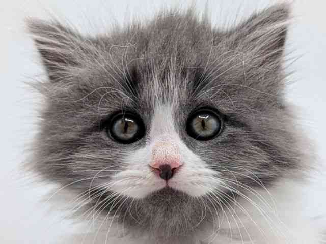 香川県のサイベリアン (ひごペットフレンドリーゆめタウン高松店/2026年1月24日生まれ/男の子/ブルーホワイト)の子猫