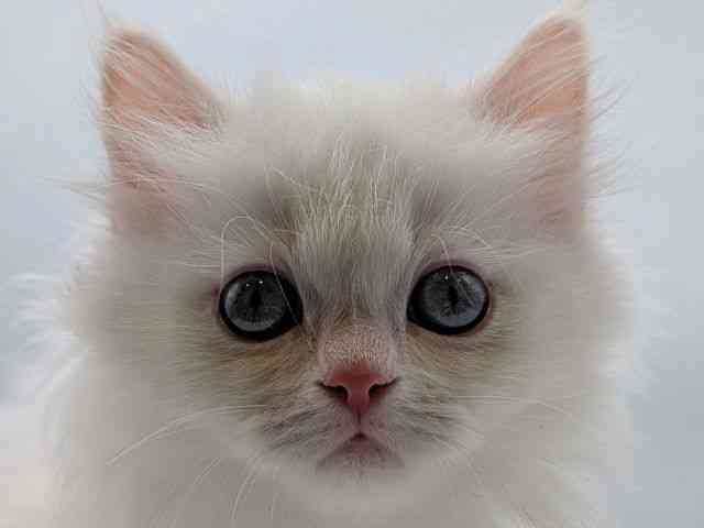 香川県のミヌエット (ひごペットフレンドリーゆめタウン高松店/2026年1月18日生まれ/男の子/カメオタビーホワイト)の子猫の1枚目の画像