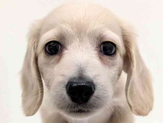 福岡県のミニチュアダックスフンド(ロング) (ひごペットフレンドリーリバーウォーク北九州店/2026年1月23日生まれ/男の子/イエロー)の子犬の1枚目の画像