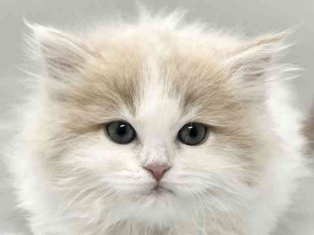 京都府のサイベリアン (ひごペットフレンドリー京都店/2026年1月23日生まれ/女の子/クリームタビーホワイト)の子猫の1枚目の画像