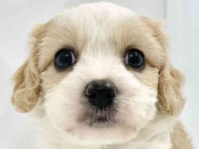 高知県のハーフ犬・ミックス犬 (ひごペットフレンドリーイオンモール高知店/2026年1月25日生まれ/女の子/ホワイトクリーム)の子犬の1枚目の画像