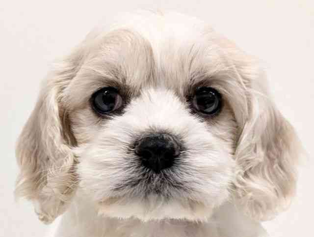 福岡県のハーフ犬・ミックス犬 (ひごペットフレンドリーリバーウォーク北九州店/2026年1月25日生まれ/女の子/ホワイトブラック)の子犬の1枚目の画像