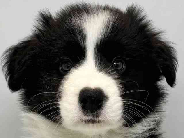 大阪府のボーダーコリー (ひごペットフレンドリーセブンパーク天美店/2026年1月23日生まれ/男の子/ブラックホワイト)の子犬の1枚目の画像