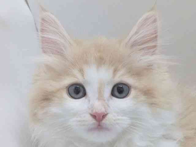 京都府のノルウェージャンフォレストキャット (ひごペットフレンドリー京都店/2026年1月25日生まれ/男の子/クリームタビーホワイト)の子猫の1枚目の画像