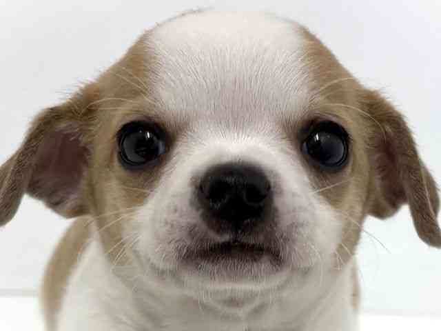 大阪府のチワブル(チワワ×フレンチブルドッグ) (ひごペットフレンドリーベルファⅡ都島店/2026年1月23日生まれ/女の子/レッドホワイト)の子犬の1枚目の画像