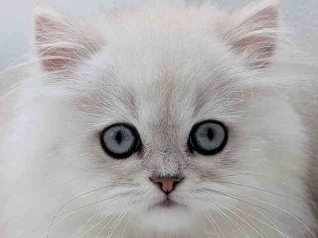 香川県のペルシャ (ひごペットフレンドリーゆめタウン高松店/2026年1月25日生まれ/男の子/チンチラシルバー)の子猫の1枚目の画像