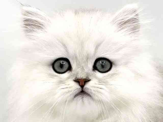 兵庫県のペルシャ (ひごペットフレンドリークラウンパーク伊丹店/2026年1月25日生まれ/男の子/チンチラシルバー)の子猫の1枚目の画像