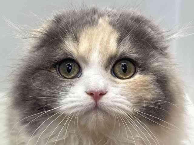 大阪府のスコティッシュフォールド (ひごペットフレンドリーセブンパーク天美店/2026年1月17日生まれ/女の子/ダイリュートキャリコ)の子猫の1枚目の画像