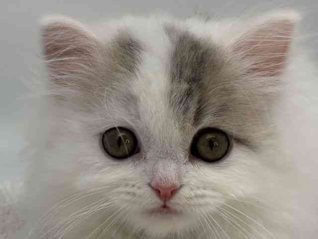 島根県のスコティッシュフォールド (ひごペットフレンドリーイオンモール出雲店/2026年1月25日生まれ/男の子/ブルータビーホワイトバン)の子猫